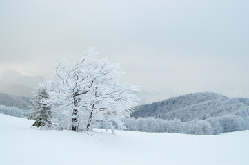 Winter tree