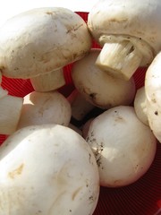 champignon