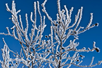 frozen branch on background blue sky