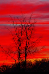 Roter Himmel mit Buche im Hochformat