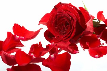 Naklejka premium rose