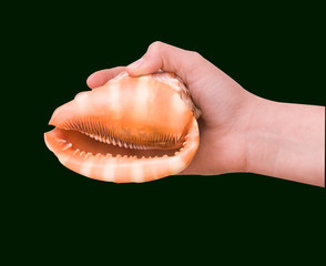 Girl's hand holding  a  seashell isolated on white background