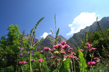 Wildblüten auf Berwiese in den Alpen, Piemont , Italien - 11370180