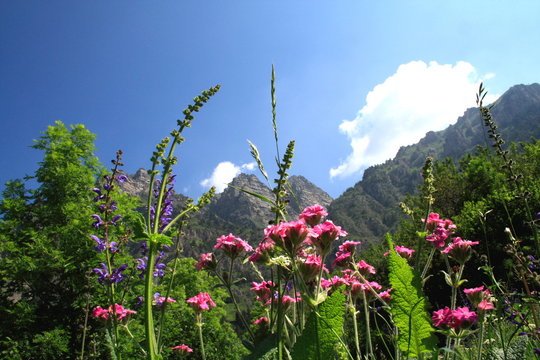 Wildblüten auf Berwiese in den Alpen, Piemont , Italien