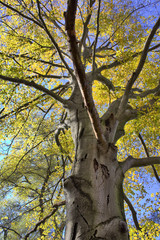 Japan Baum des Lebens