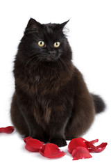 cute black cat sitting in rose petals isolated