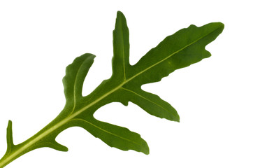Ruccola Leaf