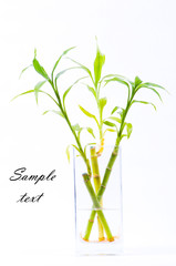 sprouts of bamboo