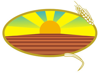 spiga grano sole terra