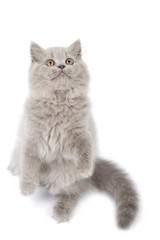 british kitten standing on it's paws looking up isolated