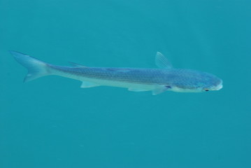 peche