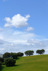 arbre solitaire sur la colline