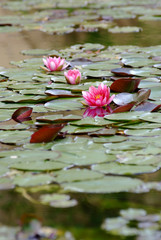 fleurs de nénuphare rose