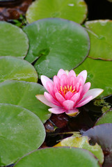 fleurs de n&eacute;nuphare rose
