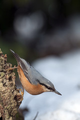 Nuthatch