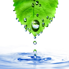 green leaf with water drops and splash isolated on white