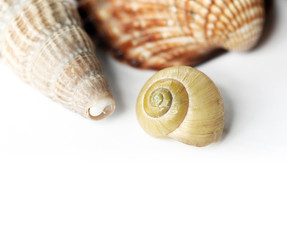 lovely seashells against white background