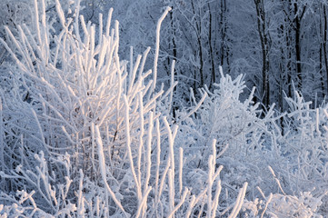 winter