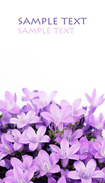 Fototapeta lovely purple flowers against white background