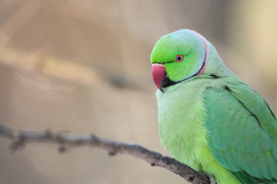 Perruche peruche colier