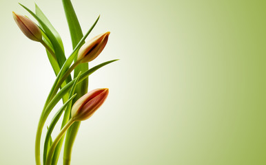 Colorful tulips