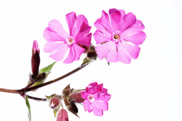 lovely purple flowers and leaves against white background