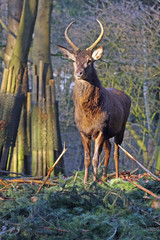hirsch © Petra Kohlstädt