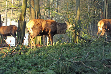 Hirsch © Petra Kohlstädt