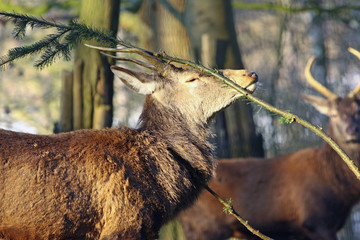 hirsch © Petra Kohlstädt