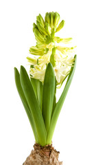 Obraz premium White Hyacinth