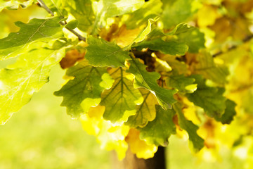 Oak leaves