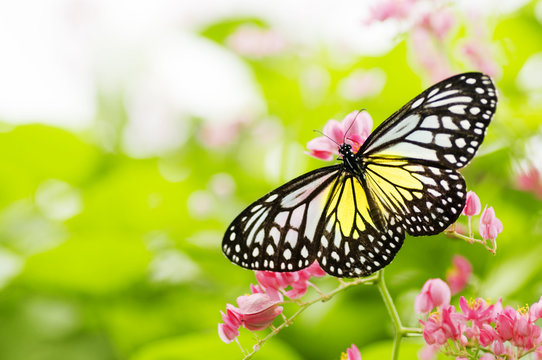 Fototapeta butterfly feeding on a flower