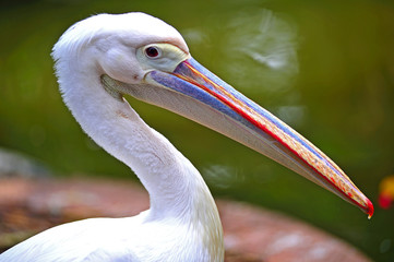 Australian pelican