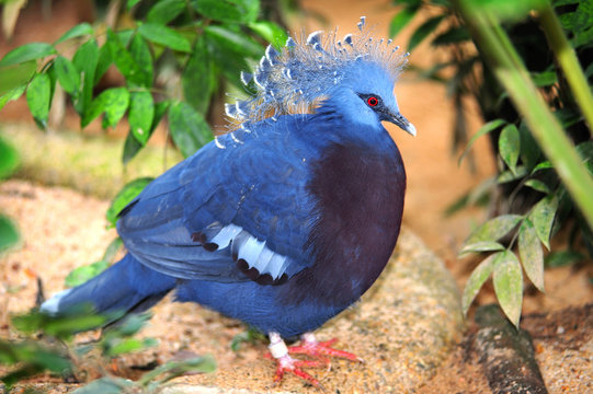 Victoria Crowned Pigeon