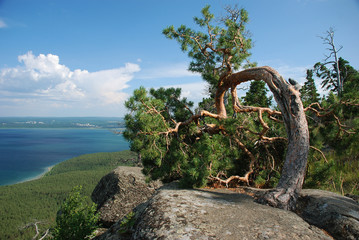 Fototapeta premium Arc tree landscape