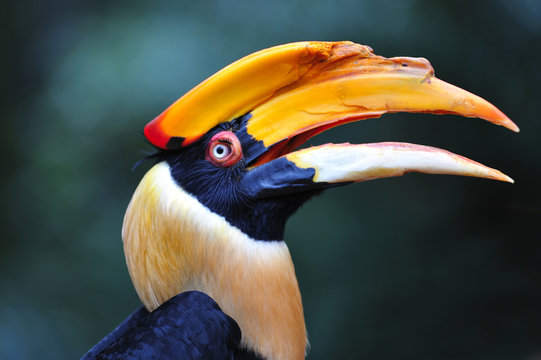 Hornbill