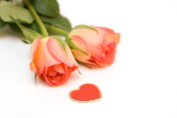 Fototapeta premium roses isolated on white. space for text