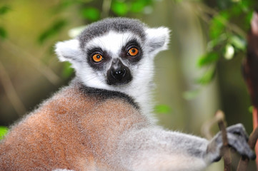 Fototapeta premium Ring-tailed Lemur