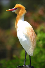 cattle egret