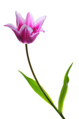 Tulip