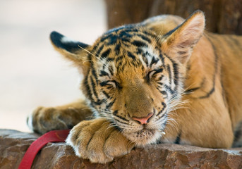 close up image of young tiger
