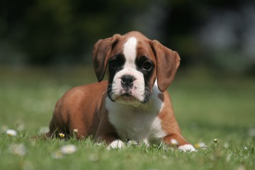 Mignon petit chiot Boxer sur la pelouse