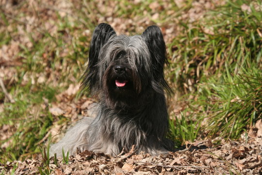 Petit terrier &eacute;cossais assis de face