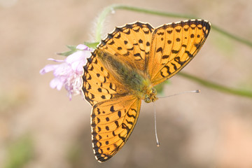 small orange butterfly on pink flower