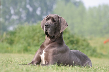 le repos pour un grand et puissant dogue allemand