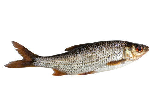 isolated roach fish