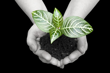 plant in hands