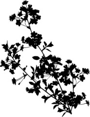 Fototapeta premium black cherry tree branch with flowers