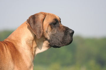 profil de la tete du dogue allemand