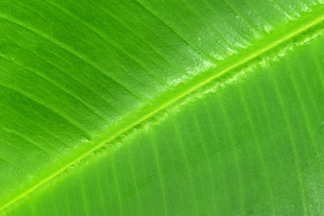 leaf  background
